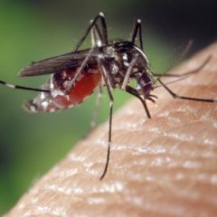 Thailand Legalizing Abortion for Zika Cases