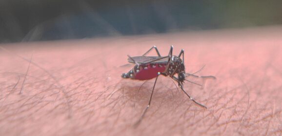 What To Know About The West Nile Virus Before Your Next Trip