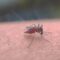 What To Know About The West Nile Virus Before Your Next Trip