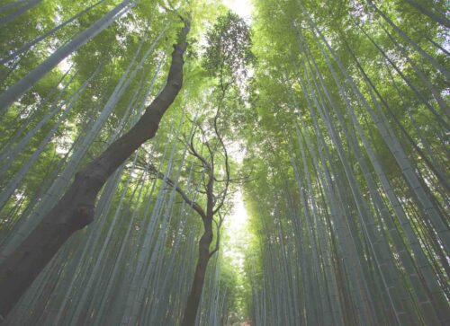 8 Nature Photography Tips to Apply on Your Next Adventure