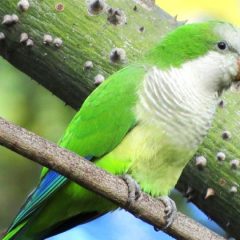 Searching for Parrots in…Europe?