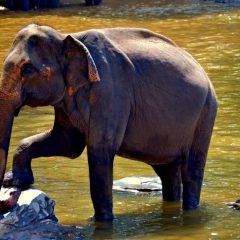 Elephant Saves Man From Perceived Drowning