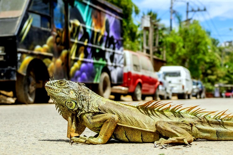 sayulita-mexico-travel-beaches-8