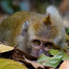 Singapore’s Top 5 Outdoor & Wildlife Experiences