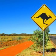 Australia’s Greatest Road Trips for Wildlife