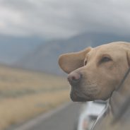 5 Factors to Consider Before Traveling With Your Dog