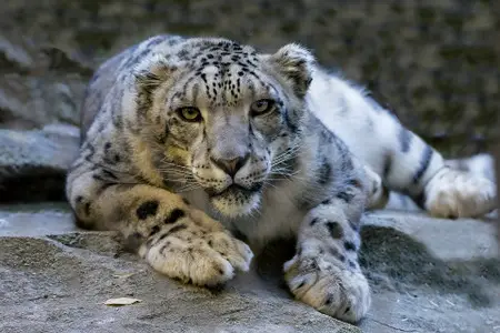 snow-leopard-1006542_1920
