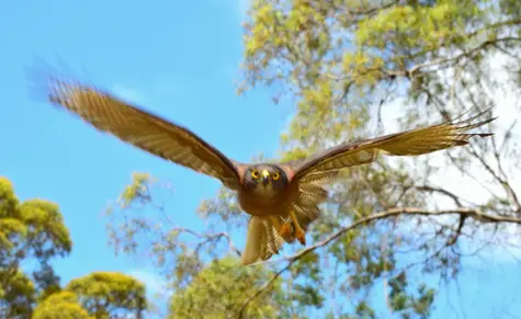 guide to birds of Tasmania Australia brown goshawk