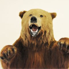 The Dark Side of Taxidermy