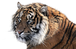 tiger-1526704_1920