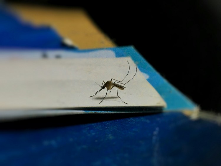 west-nile-virus-mosquitoes-insect-bites-travel-2