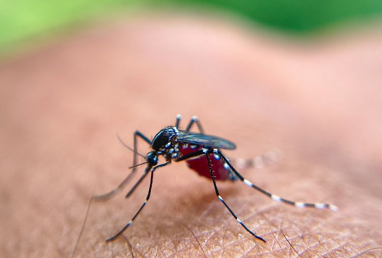 west-nile-virus-mosquitoes-insect-bites-travel-3