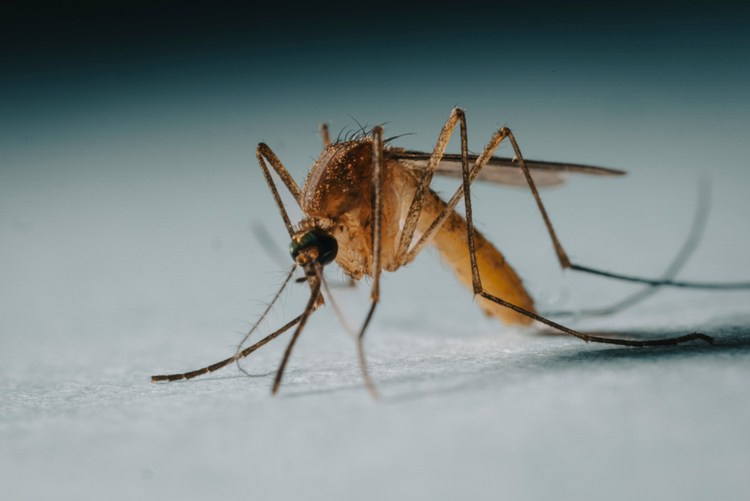 west-nile-virus-mosquitoes-insect-bites-travel-5