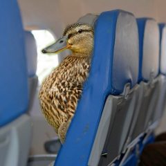 Ducks On a Plane!