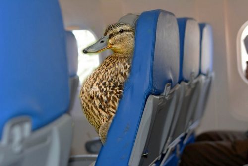 Ducks On a Plane!
