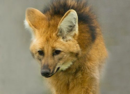 Species Profile: Maned Wolf