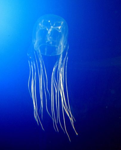 Tourist Deaths in the Great Barrier Reef