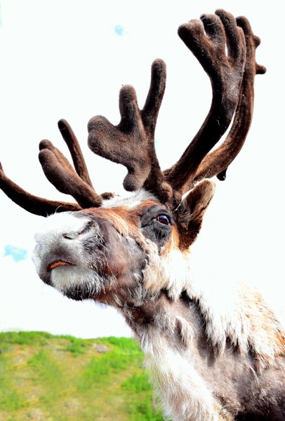 caribou
