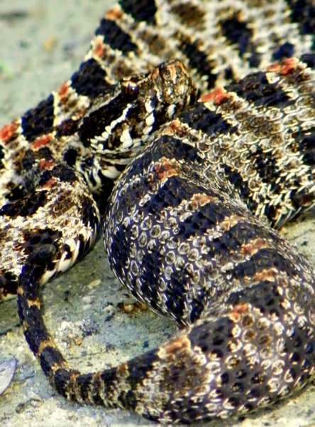 snake