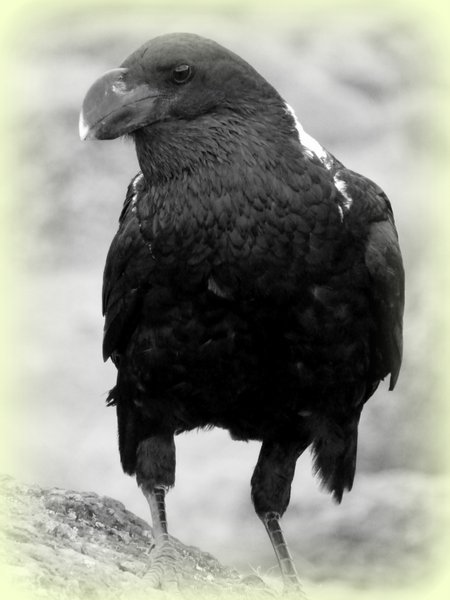 raven