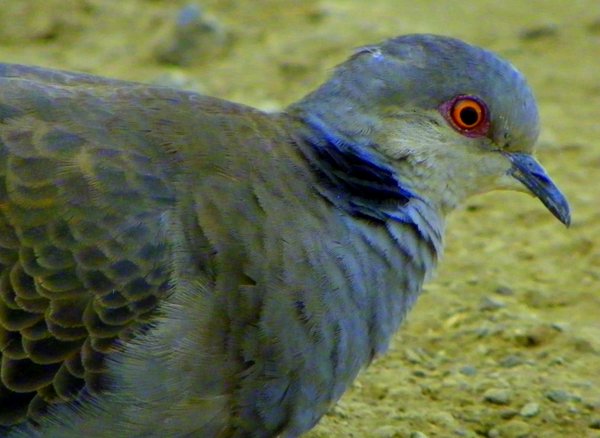 dove