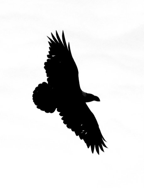 raven