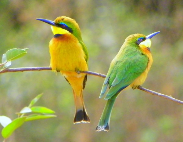 bee eater