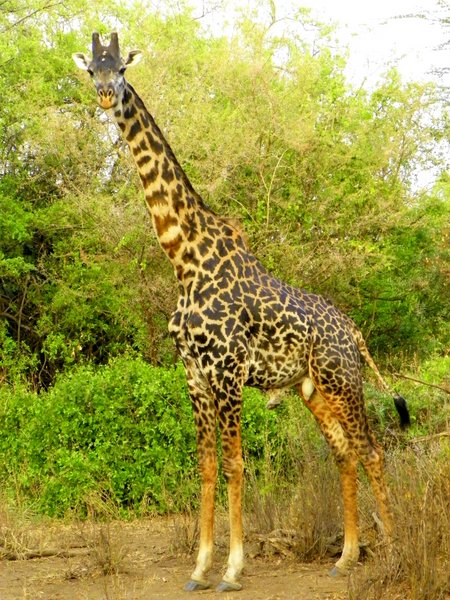 giraffe
