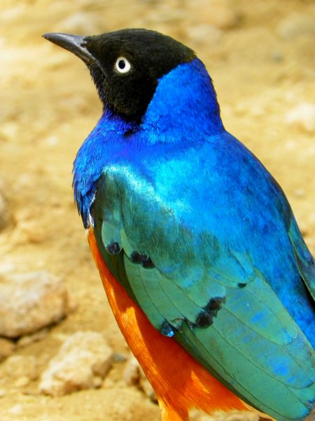 african bird
