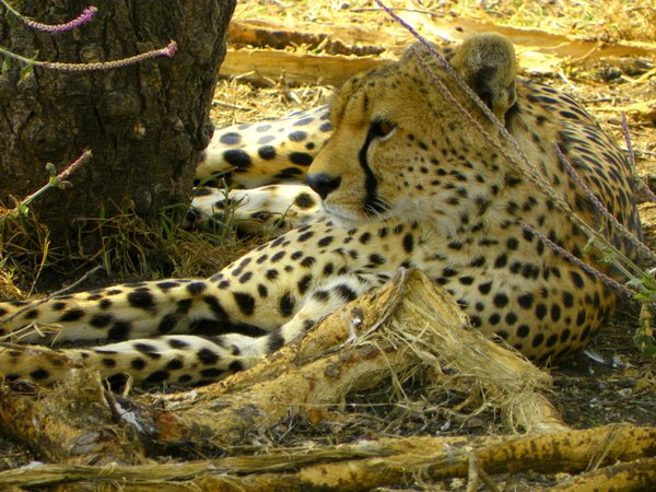 cheetah
