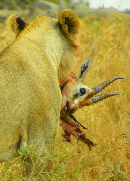 lion gazelle