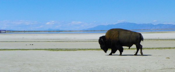 bison