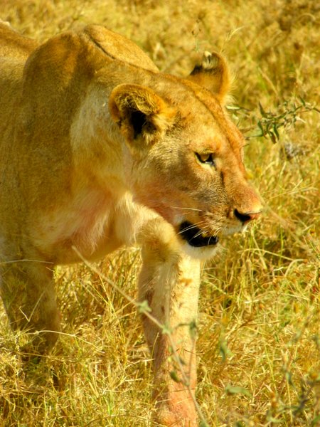 lion