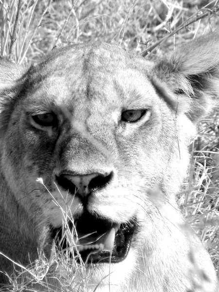lion
