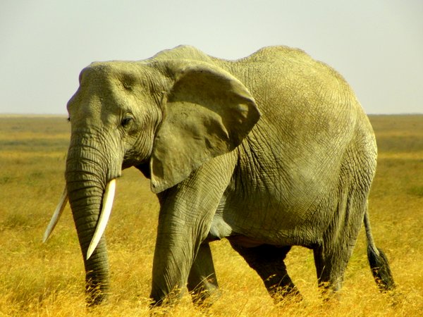 elephant