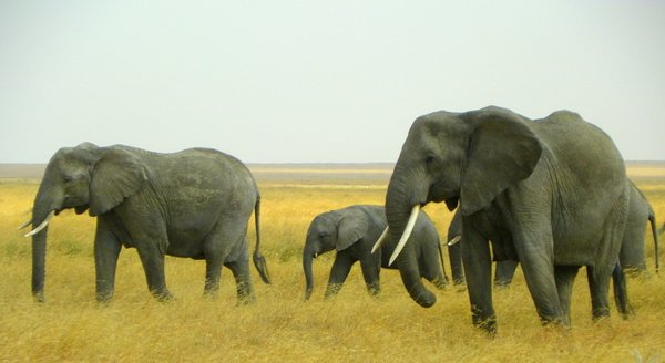 elephant