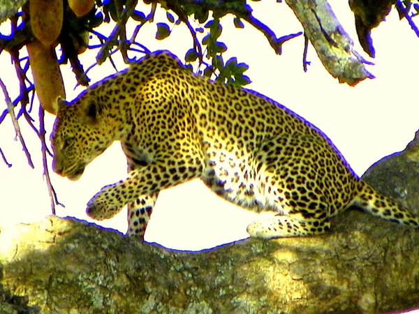 leopard