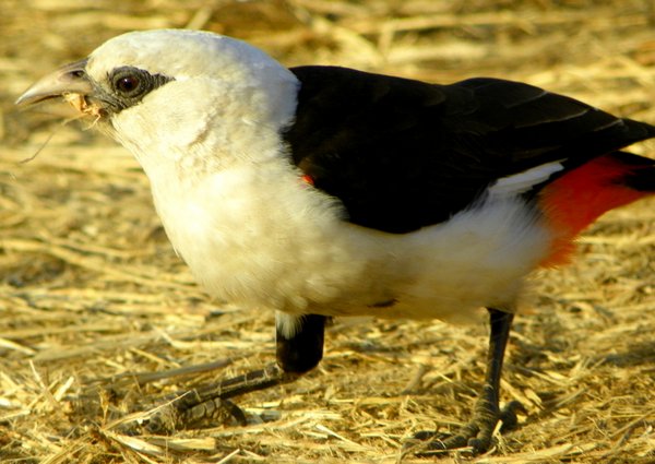 african bird