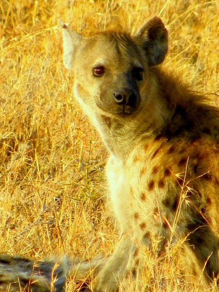 hyena