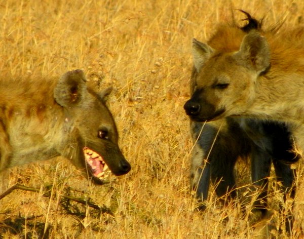 hyena