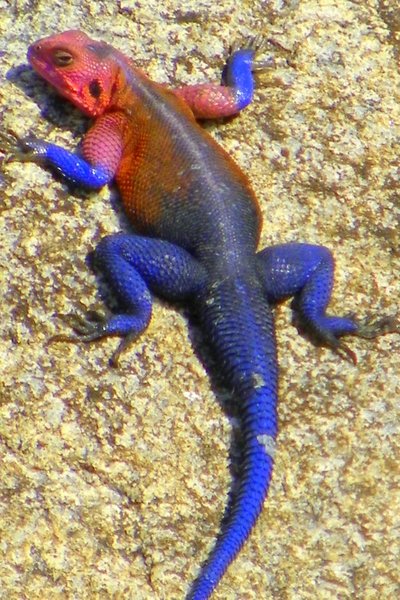 lizard