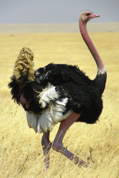 ostrich