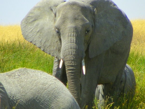 elephant