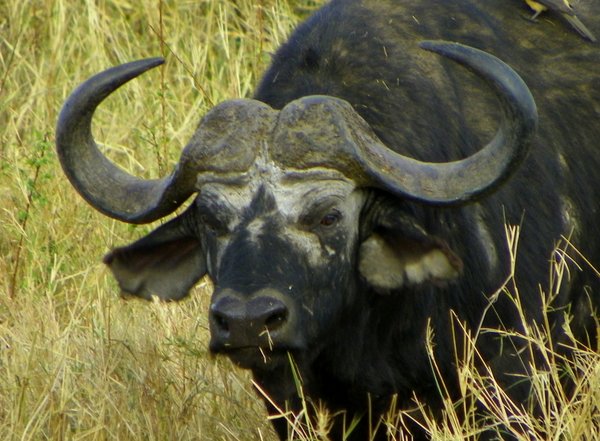 cape buffalo