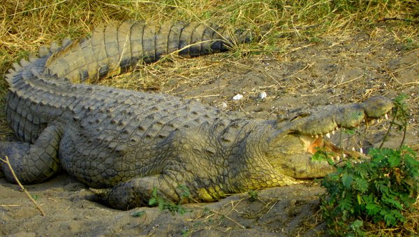 crocodile