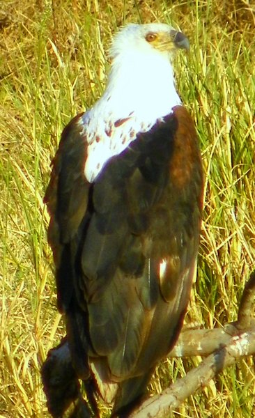 eagle