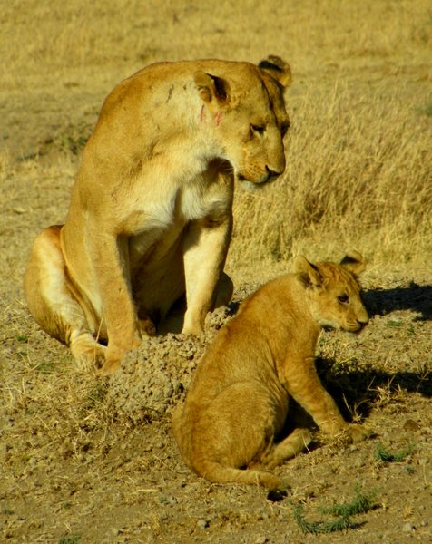 lion