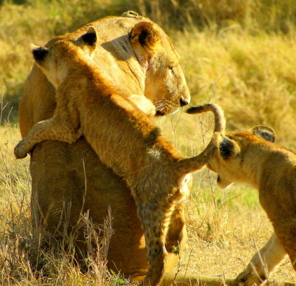 lion