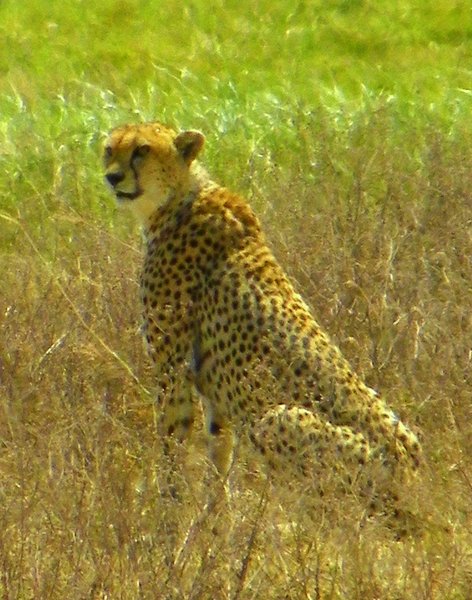 cheetah