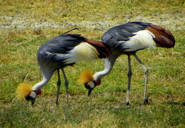 crane